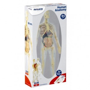 Juego Didactico a partir de 8 años Anatomia del cuerpo humano Miniland