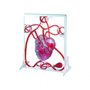 Juego Didactico a partir de 8 años Corzaon 3D Sistema Circulatorio marca Miniland